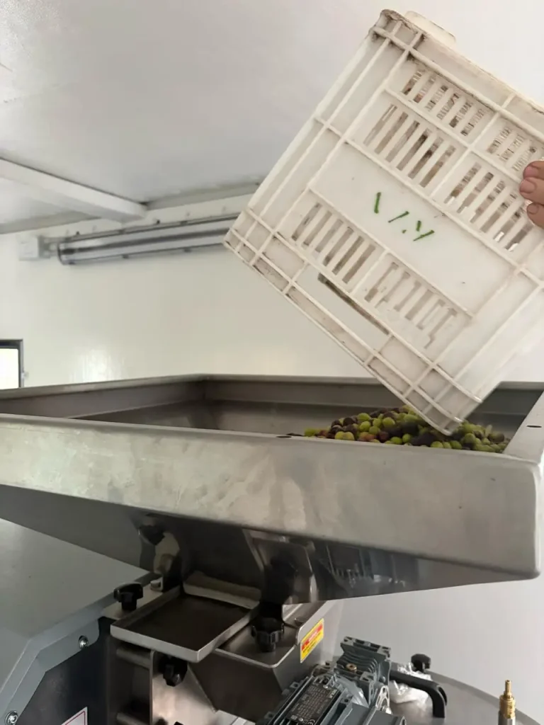 Carga de aceitunas en la tolva de recepción de la línea Kocamaz, Agrofrutales, San Rafael